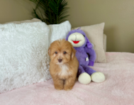 9 week old Aussiechon Puppy For Sale - Lone Star Pups