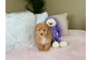 Aussiechon Puppy for Adoption