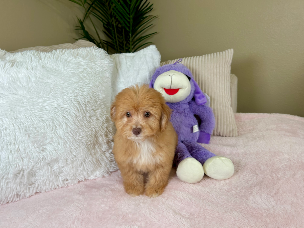 Aussiechon Puppy for Adoption