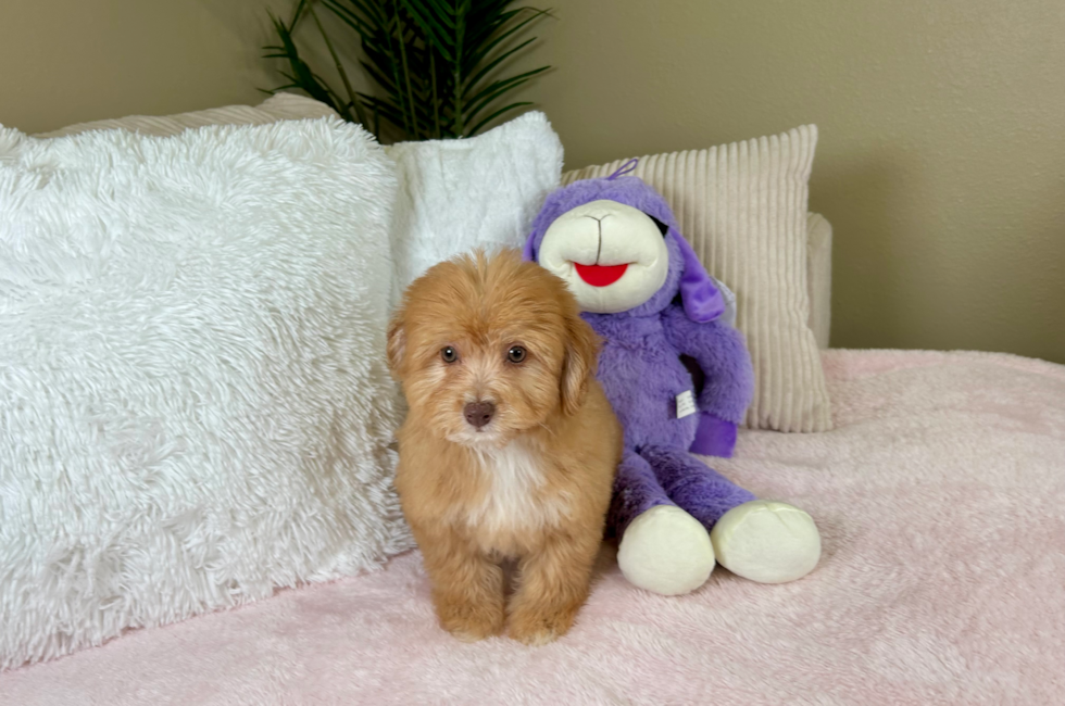 10 week old Aussiechon Puppy For Sale - Lone Star Pups