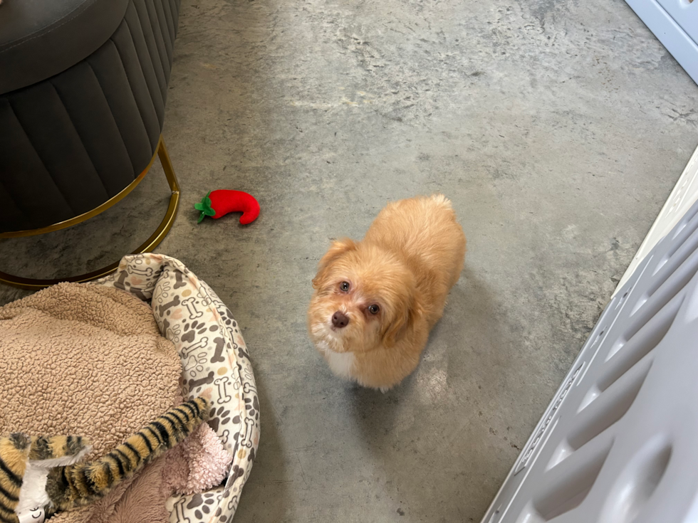 Cute Aussie Bichon Designer Puppy