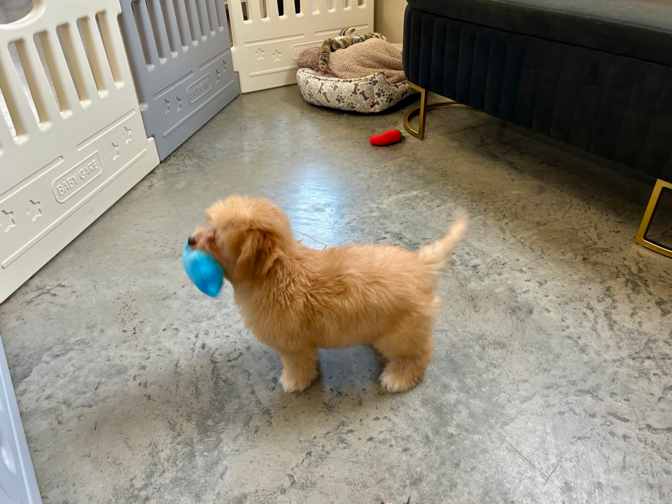 Cute Aussie Bichon Designer Puppy
