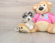 8 week old Aussiechon Puppy For Sale - Lone Star Pups
