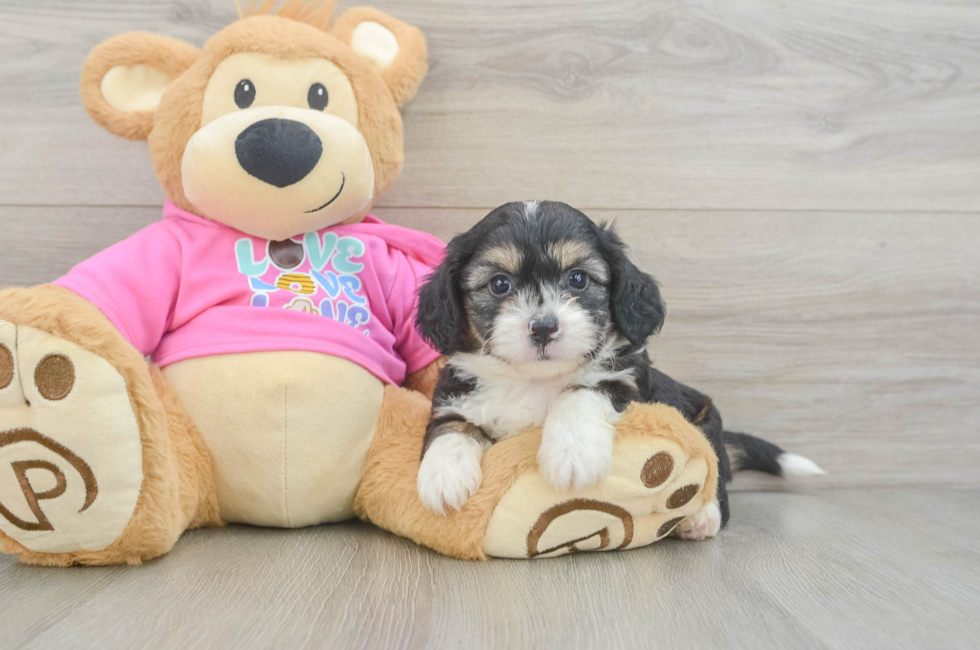 6 week old Aussiechon Puppy For Sale - Lone Star Pups