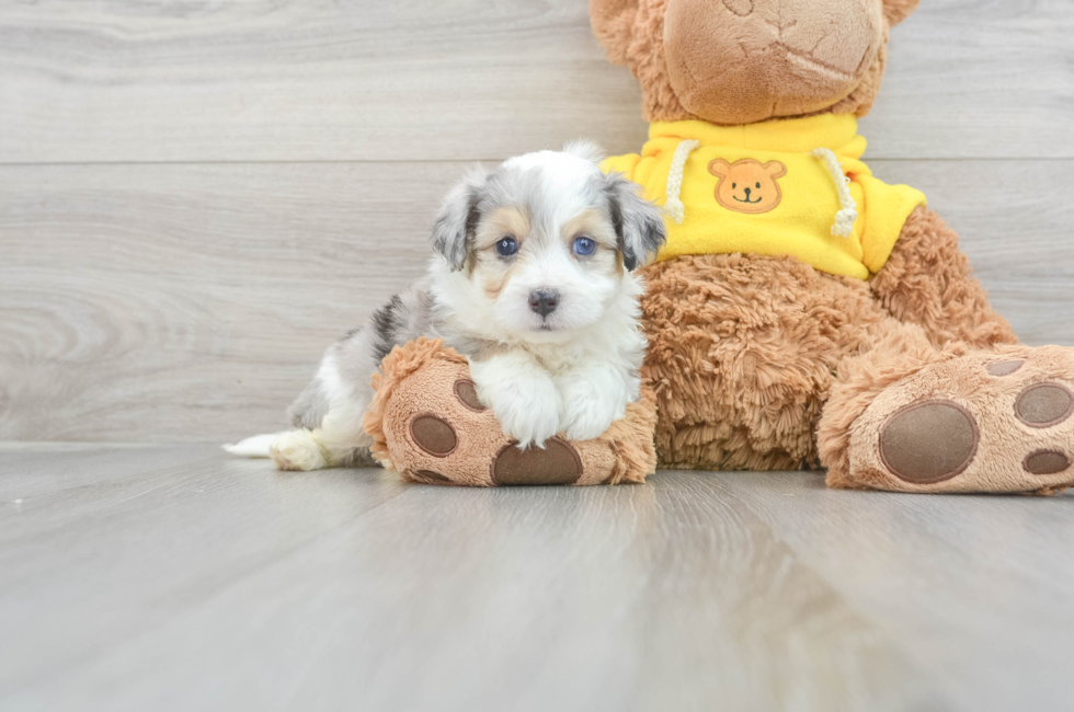 7 week old Aussiechon Puppy For Sale - Lone Star Pups