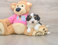 8 week old Aussiechon Puppy For Sale - Lone Star Pups