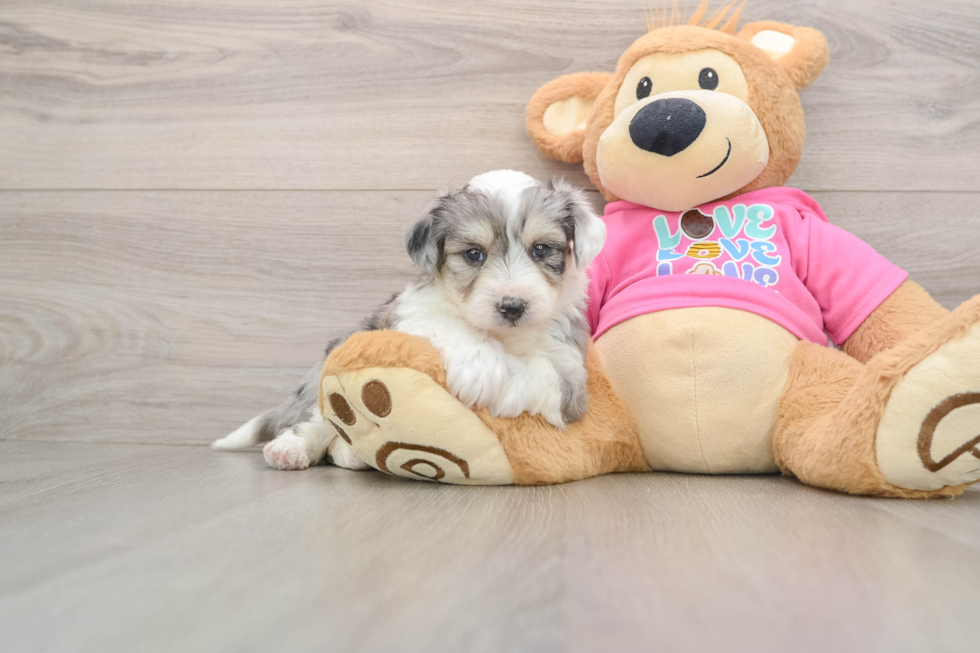 Popular Aussiechon Designer Pup