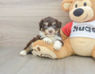 5 week old Aussiechon Puppy For Sale - Lone Star Pups