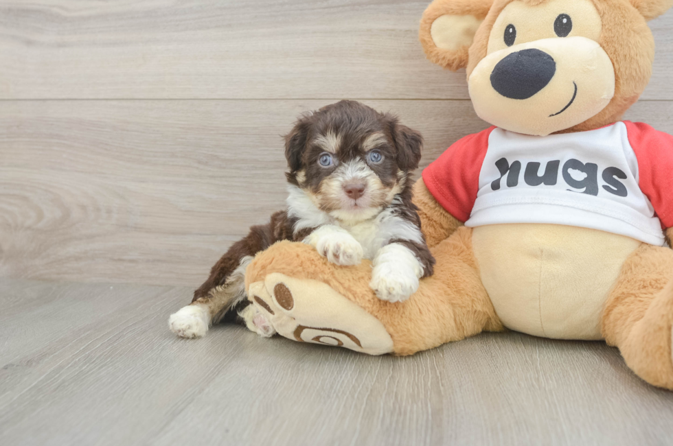 5 week old Aussiechon Puppy For Sale - Lone Star Pups