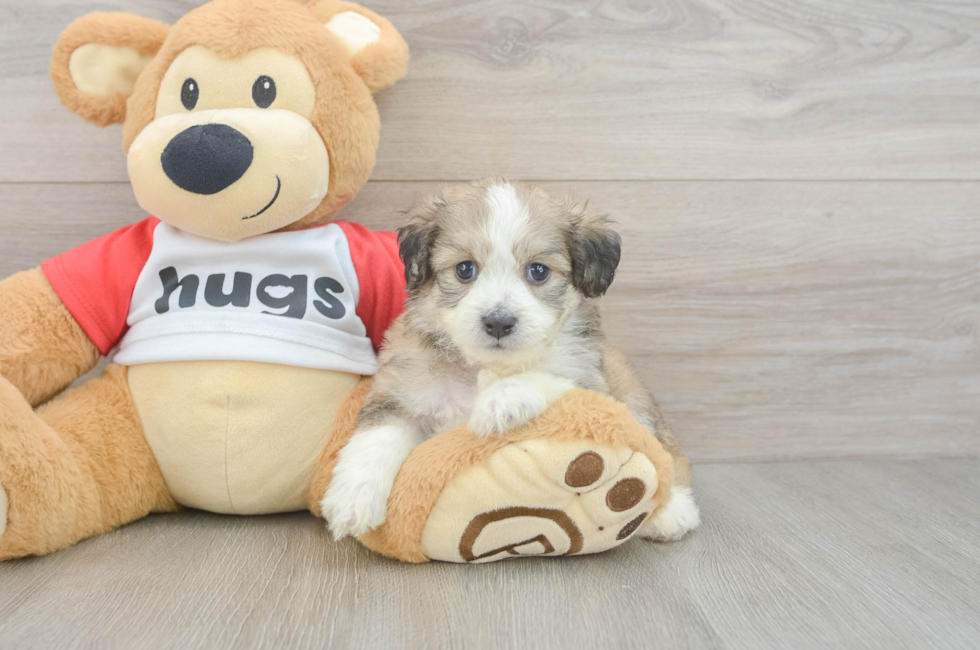 5 week old Aussiechon Puppy For Sale - Lone Star Pups