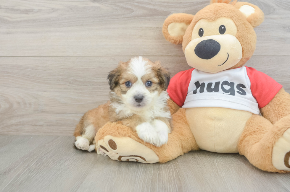 5 week old Aussiechon Puppy For Sale - Lone Star Pups