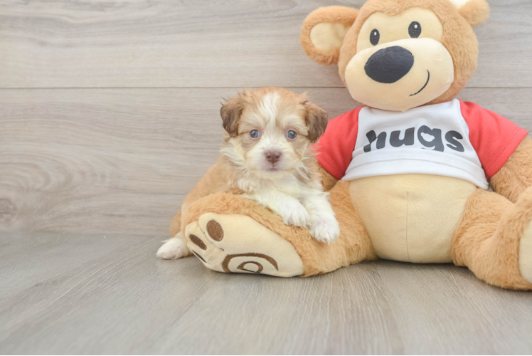 Aussiechon Puppy for Adoption