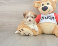 6 week old Aussiechon Puppy For Sale - Lone Star Pups