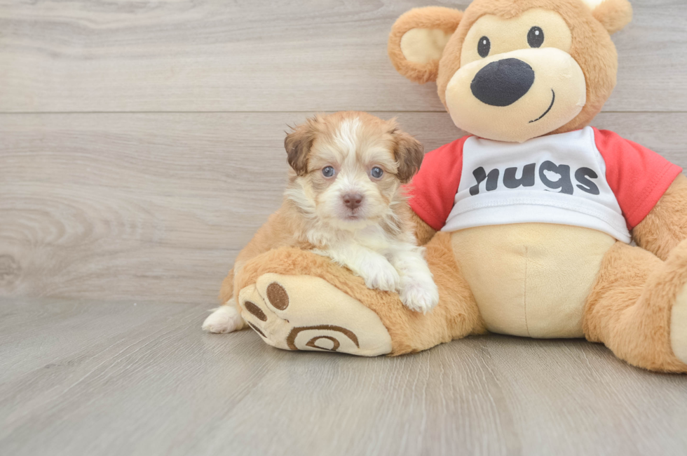 5 week old Aussiechon Puppy For Sale - Lone Star Pups