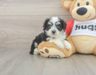 6 week old Aussiechon Puppy For Sale - Lone Star Pups