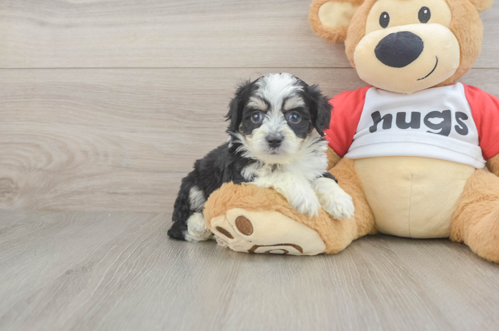 5 week old Aussiechon Puppy For Sale - Lone Star Pups