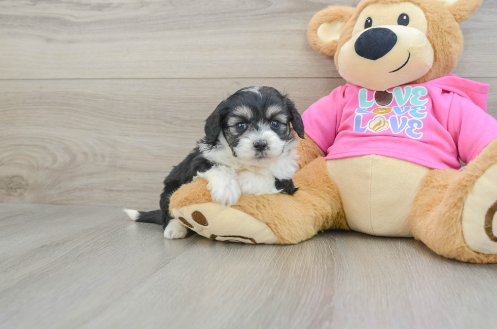 7 week old Aussiechon Puppy For Sale - Lone Star Pups