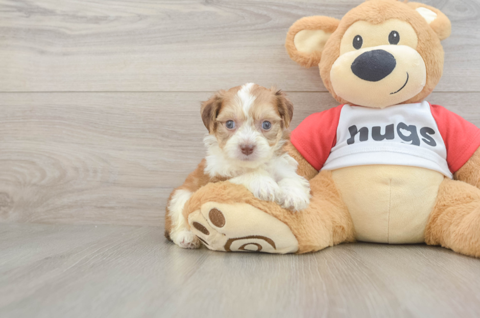 5 week old Aussiechon Puppy For Sale - Lone Star Pups