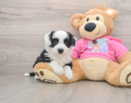 7 week old Aussiechon Puppy For Sale - Lone Star Pups