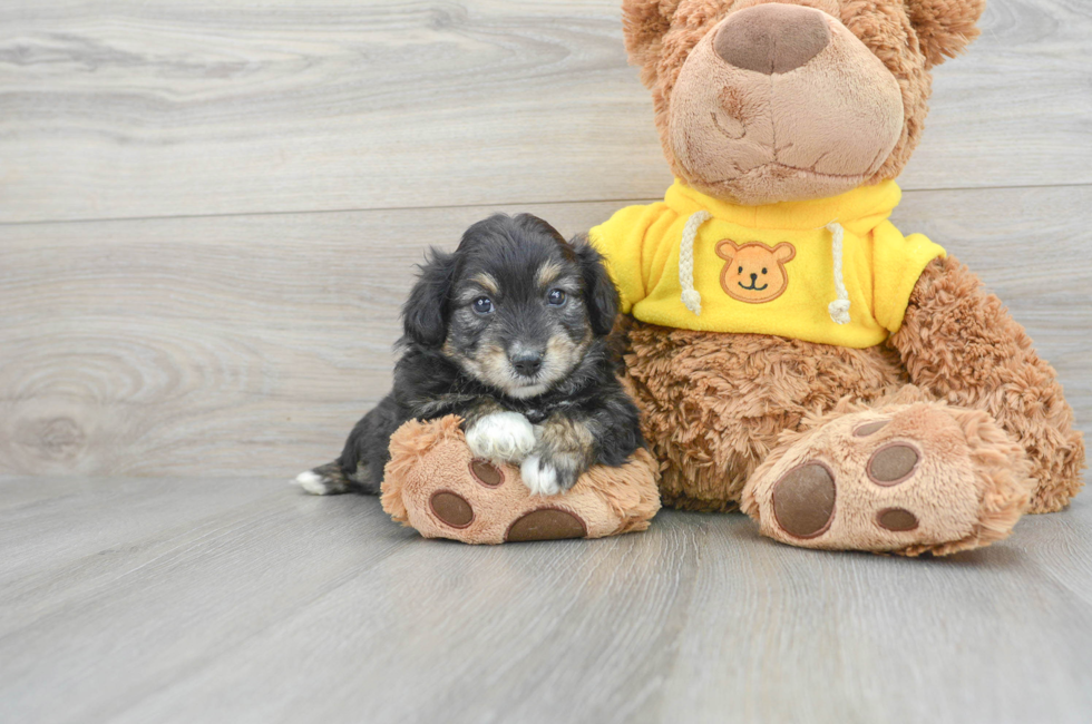 6 week old Aussiechon Puppy For Sale - Lone Star Pups
