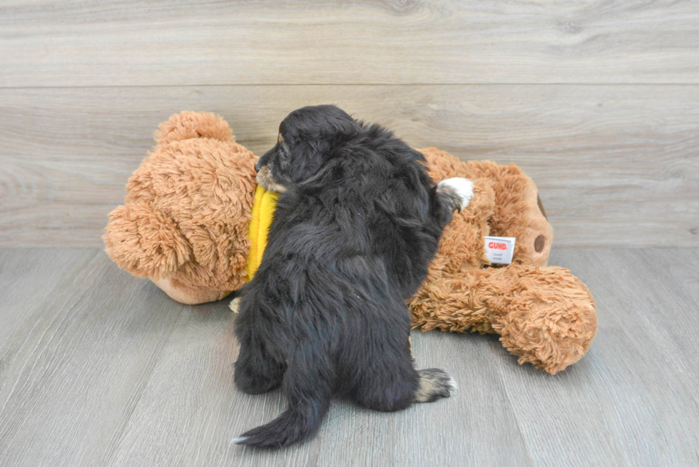 Aussiechon Puppy for Adoption
