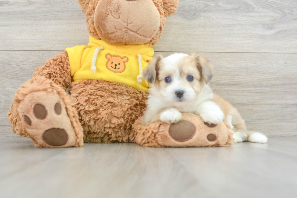 Fluffy Aussiechon Designer Pup