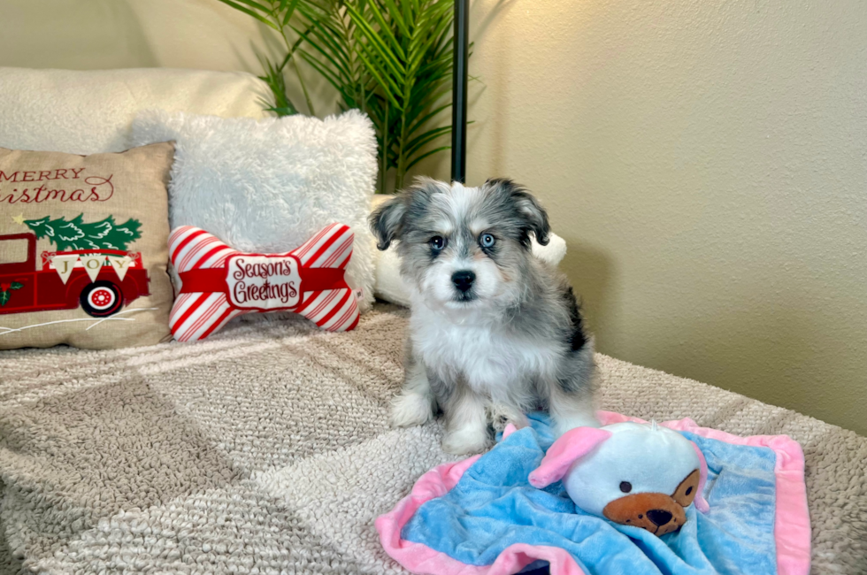 12 week old Aussiechon Puppy For Sale - Lone Star Pups