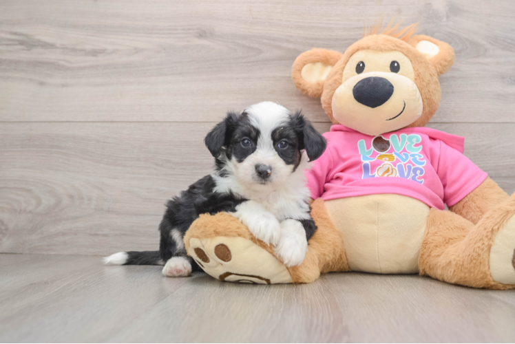 Smart Aussiechon Designer Pup