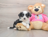7 week old Aussiechon Puppy For Sale - Lone Star Pups