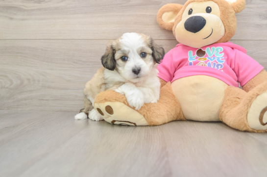 Fluffy Aussiechon Designer Pup