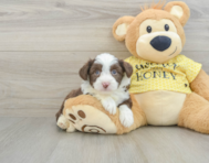 6 week old Aussiechon Puppy For Sale - Lone Star Pups