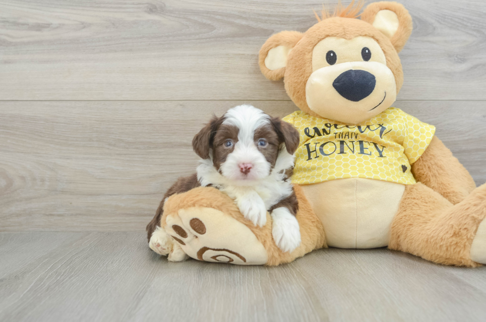 5 week old Aussiechon Puppy For Sale - Lone Star Pups