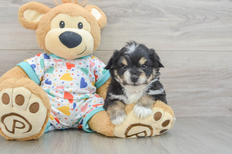 5 week old Aussiechon Puppy For Sale - Lone Star Pups