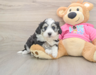 6 week old Aussiechon Puppy For Sale - Lone Star Pups
