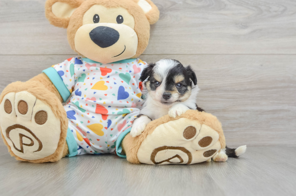 5 week old Aussiechon Puppy For Sale - Lone Star Pups