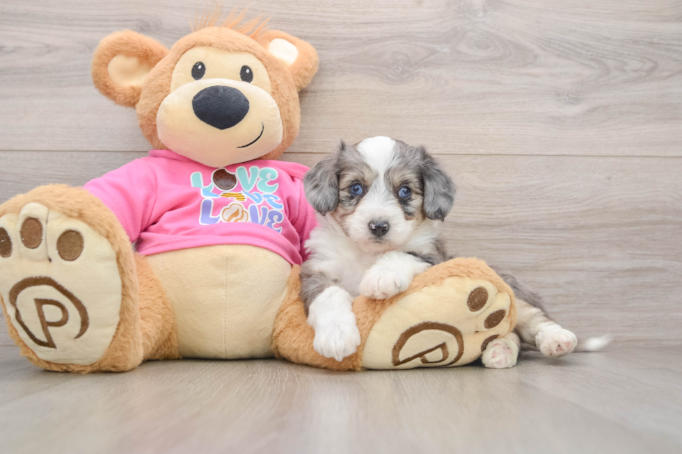 Little Aussie Bichon Designer Puppy