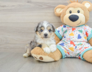 7 week old Aussiechon Puppy For Sale - Lone Star Pups