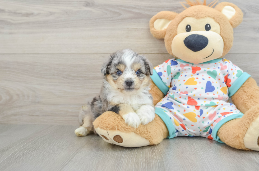 5 week old Aussiechon Puppy For Sale - Lone Star Pups