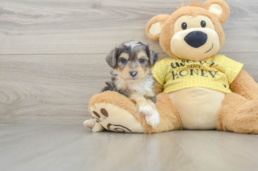 5 week old Aussiechon Puppy For Sale - Lone Star Pups