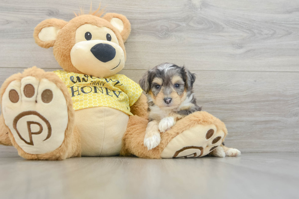 Adorable Aussie Bichon Designer Puppy