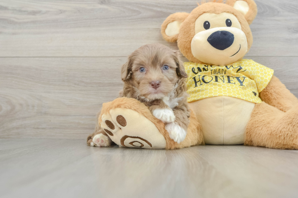 Aussiechon Pup Being Cute