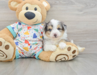 7 week old Aussiechon Puppy For Sale - Lone Star Pups