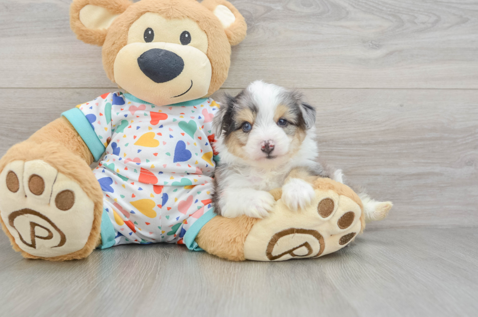 5 week old Aussiechon Puppy For Sale - Lone Star Pups
