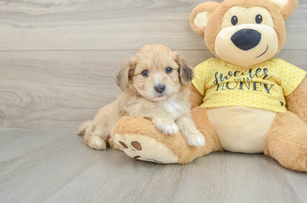 5 week old Aussiechon Puppy For Sale - Lone Star Pups