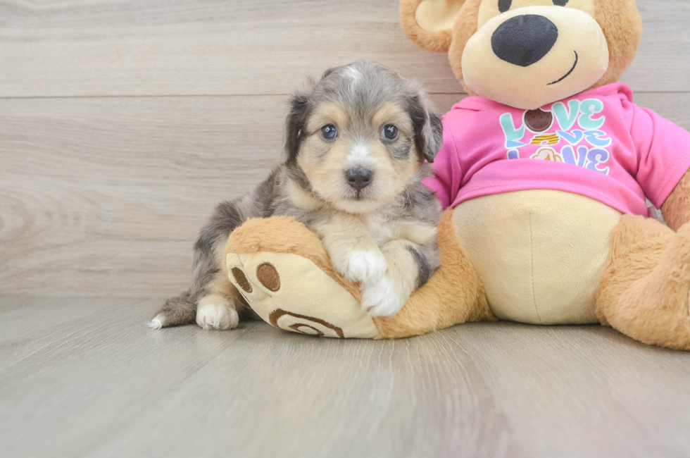5 week old Aussiechon Puppy For Sale - Lone Star Pups