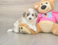 6 week old Aussiechon Puppy For Sale - Lone Star Pups