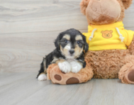 9 week old Aussiechon Puppy For Sale - Lone Star Pups