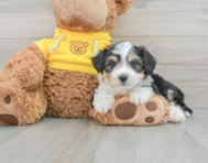 9 week old Aussiechon Puppy For Sale - Lone Star Pups