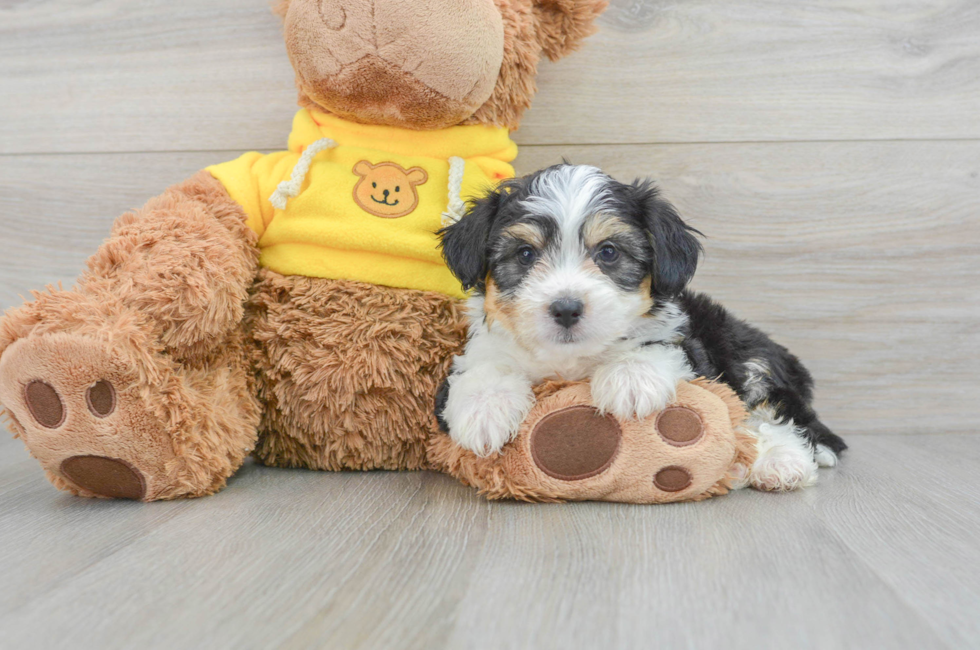 8 week old Aussiechon Puppy For Sale - Lone Star Pups