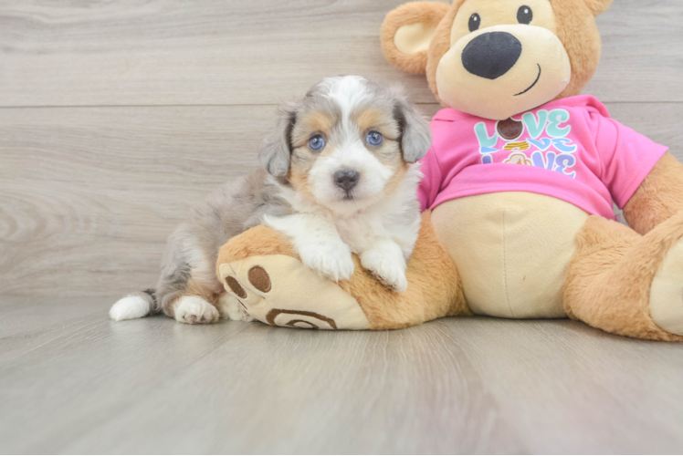 Aussiechon Puppy for Adoption